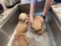 processed/d1b596d8-10fd-401d-a1d6-31161c2d543a/facility/28512172-389a-4bae-99ee-b36c4bda8b2d