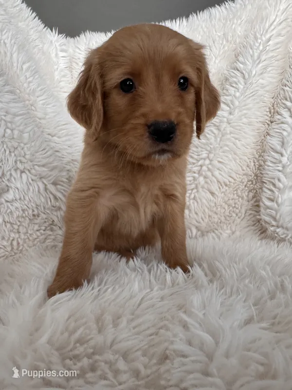 Quinn – Golden Retriever puppy for sale in Tucson, AZ