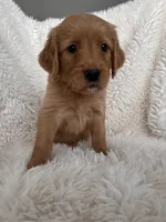Quinn, a male Golden Retriever for sale in Tucson, AZ – 1 of 4