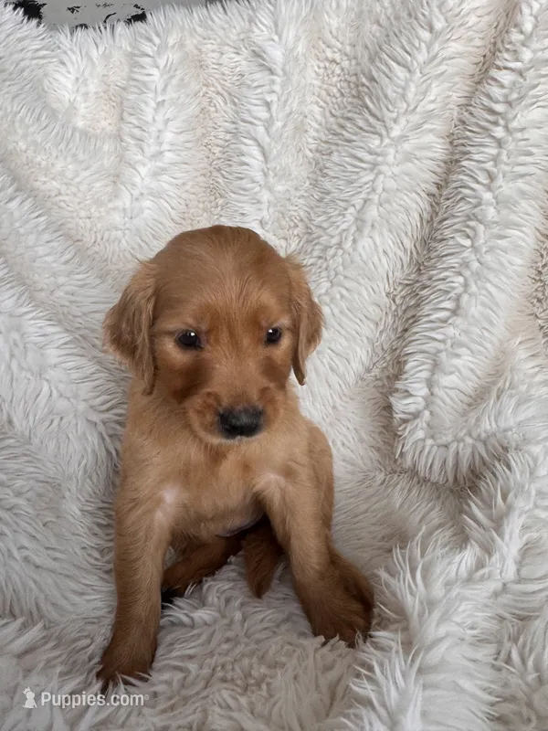 Daffodil  – Golden Retriever puppy for sale in Tucson, AZ