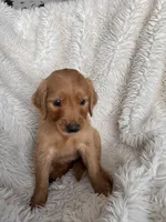 Daffodil , a female Golden Retriever for sale in Tucson, AZ – 1 of 4