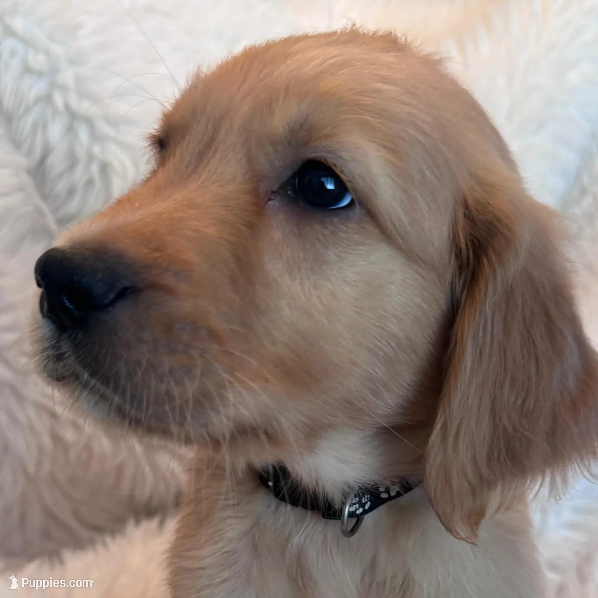 Ryder - Black collar – Golden Retriever puppy for sale in Tucson, AZ