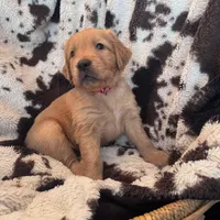 Brady - Red collar, a male Golden Retriever for sale in Tucson, AZ – Photo 3 of 6