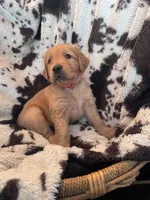 Red collar, a male Golden Retriever for sale in Tucson, AZ – Photo 2 of 5