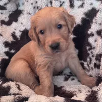 Brady - Red collar, a male Golden Retriever for sale in Tucson, AZ – Photo 2 of 6