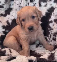 Red collar, a male Golden Retriever for sale in Tucson, AZ – Photo 1 of 5