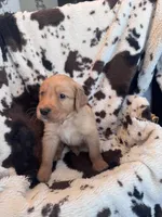 Black collar, a male Golden Retriever for sale in Tucson, AZ – Photo 2 of 5