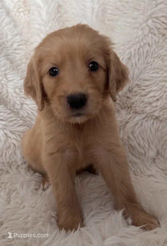Latte – Golden Retriever puppy for sale in Tucson, AZ