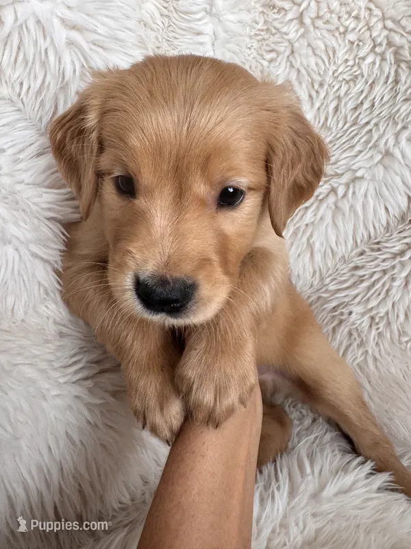 Rowan – Golden Retriever puppy for sale in Tucson, AZ