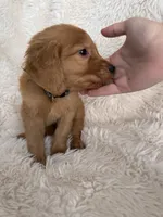 Sparky, a male Golden Retriever for sale in Tucson, AZ – 2 of 4