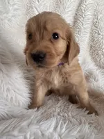 Pixie, a female Golden Retriever for sale in Tucson, AZ – 1 of 3