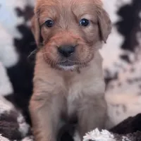 Annabeth - Light Pink Collar, a female Golden Retriever for sale in Tucson, AZ – Photo 4 of 7