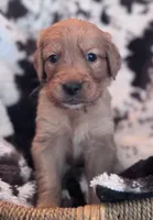 Light Pink Collar, a female Golden Retriever for sale in Tucson, AZ – Photo 1 of 4