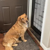 Annabeth - Light Pink Collar, a female Golden Retriever for sale in Tucson, AZ – Photo 7 of 7