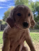 Annabeth - Light Pink Collar, a female Golden Retriever for sale in Tucson, AZ – Photo 2 of 7