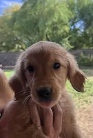 Annabeth - Light Pink Collar, a female Golden Retriever for sale in Tucson, AZ – Photo 3 of 7
