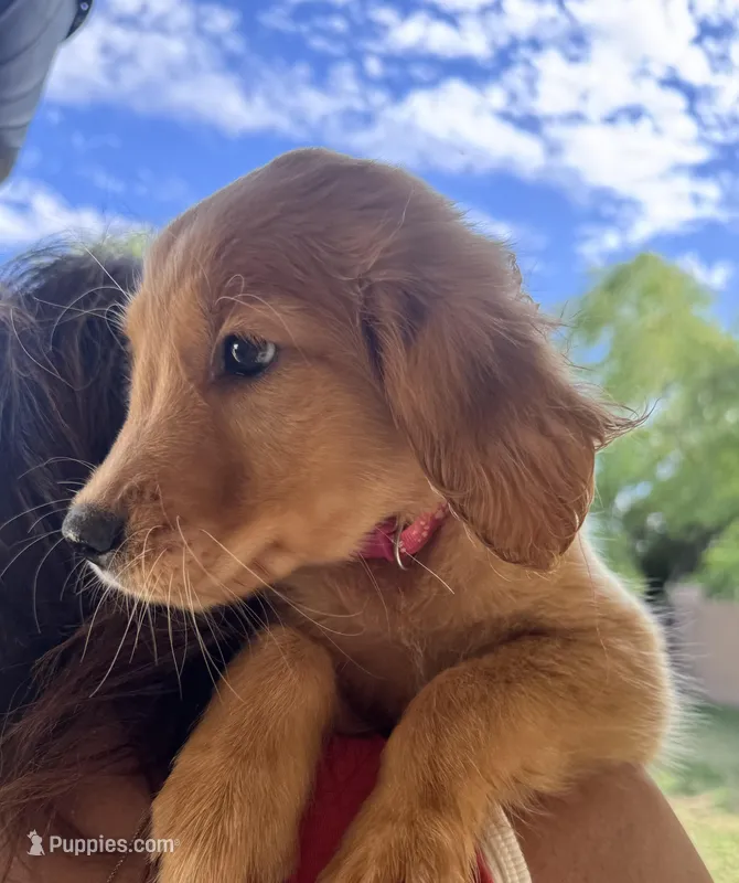 Annabeth - Light Pink Collar, a female Golden Retriever for sale in Tucson, AZ – Photo 1 of 7
