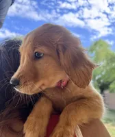 Annabeth - Light Pink Collar, a female Golden Retriever for sale in Tucson, AZ – Photo 1 of 7