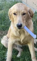 Rowan, a male Golden Retriever for sale in Tucson, AZ – 4 of 4