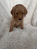 Quinn, a male Golden Retriever for sale in Tucson, AZ – 2 of 4