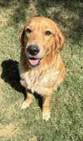 Loki - Green Collar, a male Golden Retriever for sale in Tucson, AZ – Photo 3 of 4