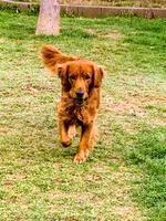 Loki - Green Collar, a male Golden Retriever for sale in Tucson, AZ – Photo 4 of 4