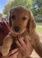 Loki - Green Collar, a male Golden Retriever for sale in Tucson, AZ – Photo 2 of 4