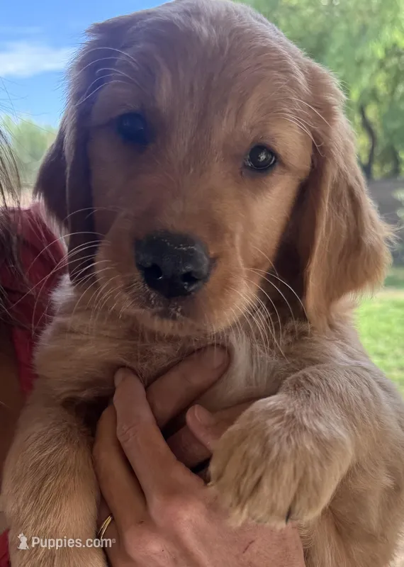 Loki - Green Collar – Golden Retriever puppy for sale in Tucson, AZ