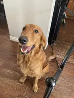 Sparky, a male Golden Retriever for sale in Tucson, AZ – 4 of 4
