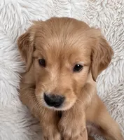 Rowan, a male Golden Retriever for sale in Tucson, AZ – 2 of 4