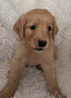 Latte, a female Golden Retriever for sale in Tucson, AZ – 3 of 5