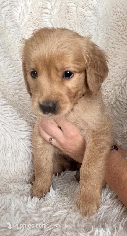 Iris – Golden Retriever puppy for sale in Tucson, AZ