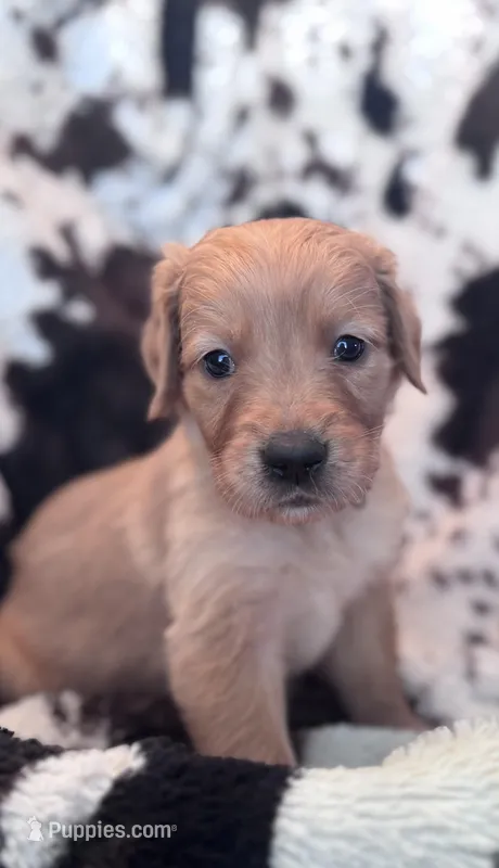 Grover - Green Collar