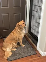 Grover - Green Collar, a female Golden Retriever for sale in Tucson, AZ – Photo 4 of 4