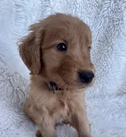 Sparky, a male Golden Retriever for sale in Tucson, AZ – 1 of 4