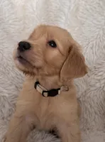 Latte, a female Golden Retriever for sale in Tucson, AZ – 2 of 5