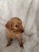 Daffodil , a female Golden Retriever for sale in Tucson, AZ – 2 of 4