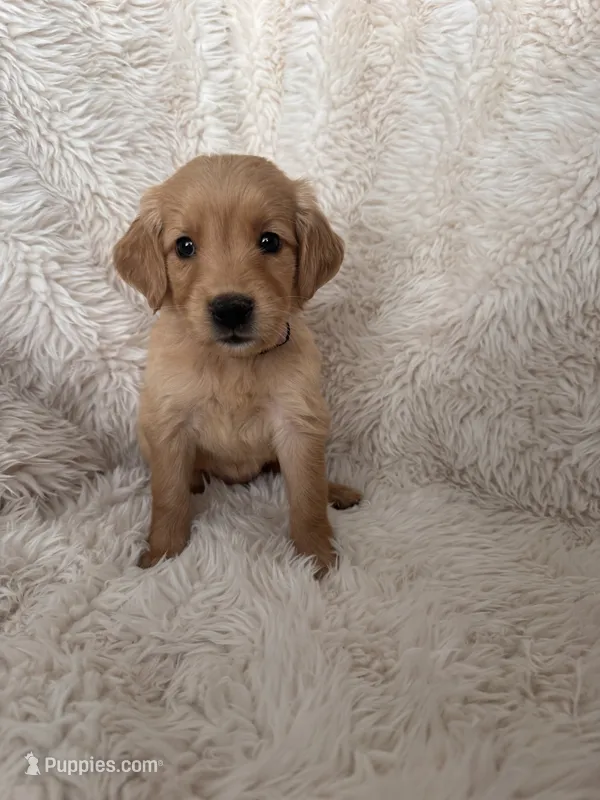 Lilac – Golden Retriever puppy for sale in Tucson, AZ