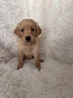 Lilac, a female Golden Retriever for sale in Tucson, AZ – 1 of 4