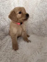 Iris, a female Golden Retriever for sale in Tucson, AZ – 3 of 5