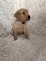 Lilac, a female Golden Retriever for sale in Tucson, AZ – 2 of 4