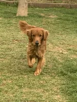 Pixie, a female Golden Retriever for sale in Tucson, AZ – 3 of 3