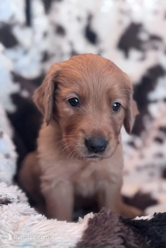 Tyson - Dark Blue Collar