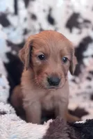 Tyson - Dark Blue Collar, a female Golden Retriever for sale in Tucson, AZ – Photo 1 of 5