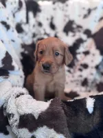 Tyson - Dark Blue Collar, a female Golden Retriever for sale in Tucson, AZ – Photo 2 of 5