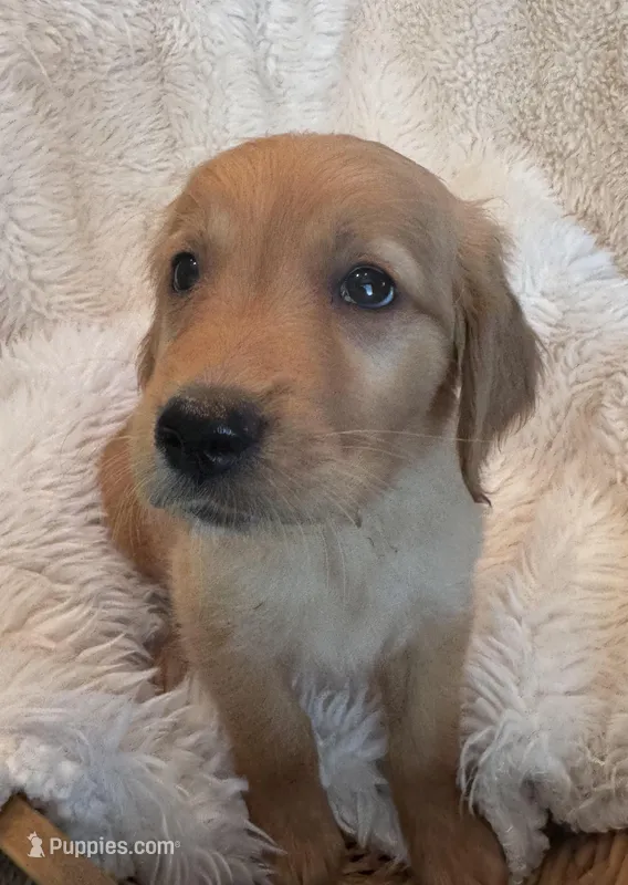 Grover - Green Collar – Golden Retriever puppy for sale in Tucson, AZ