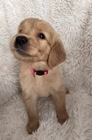 Iris, a female Golden Retriever for sale in Tucson, AZ – 2 of 5