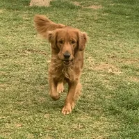 Percy Jackson - Orange Collar, a male Golden Retriever for sale in Tucson, AZ – Photo 6 of 7
