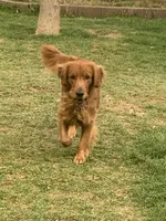 Orange Collar, a male Golden Retriever for sale in Tucson, AZ – Photo 2 of 4