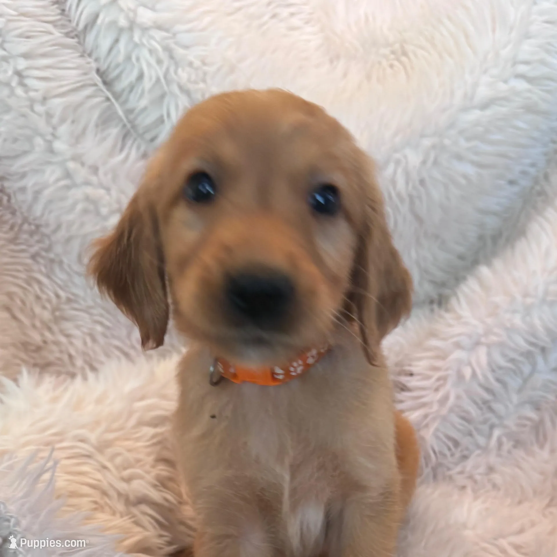 Percy Jackson - Orange Collar – Golden Retriever puppy for sale in Tucson, AZ